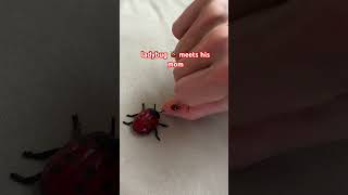 #ladybug #bugs #ladybugs