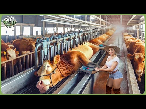 How Billion Cows Are Raised & Transported - Massive Cattles Transporting Technology