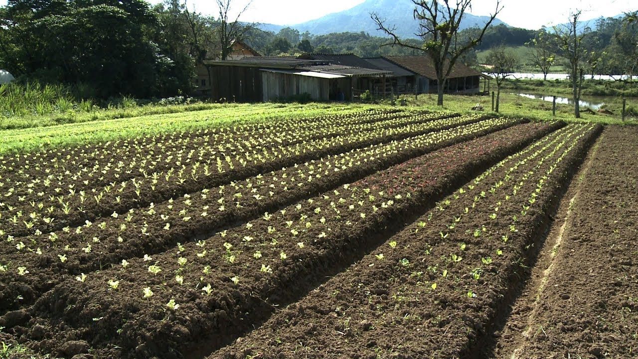 Propriedade orgânica certificada
