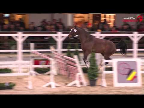 46 NEW STAR 111 (Untouched x Quilot)