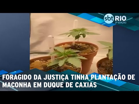 Foragido da justiça tinha plantação de maconha em Duque de Caxias