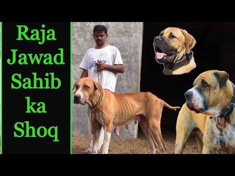 Best of Pakiastan Bully Dog Raja Jawad Sahib By Pakistani Dog Channel  Nafa TV HD