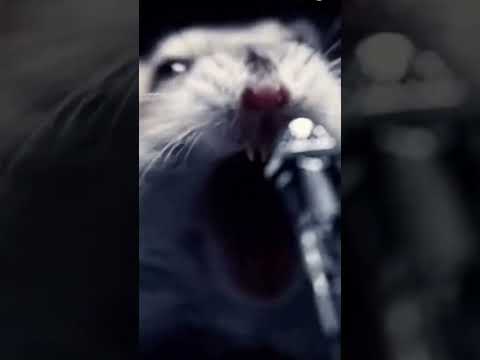 Рамштайн хомяки, мой тгк:https://t.me/justmurr_meow #хомяк #рамштайн #концерт #рок #мем