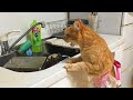 When cats doing things better than you! Funny Cat Videos 2024