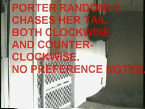 Basset Hound Puppy PORTER THE ESCAPE ARTIST