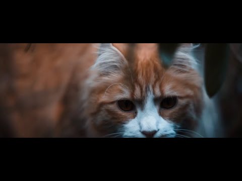 Rawan ft. Daffy - Adios (Official Videos)