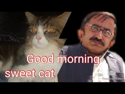 Sweet Cat Mian Jahangir
