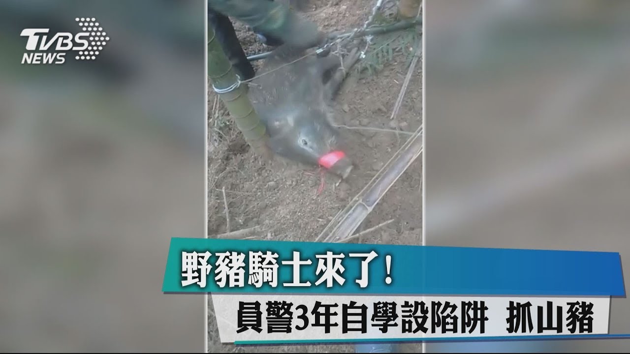 野豬騎士來了！　員警3年自學設陷阱抓山豬