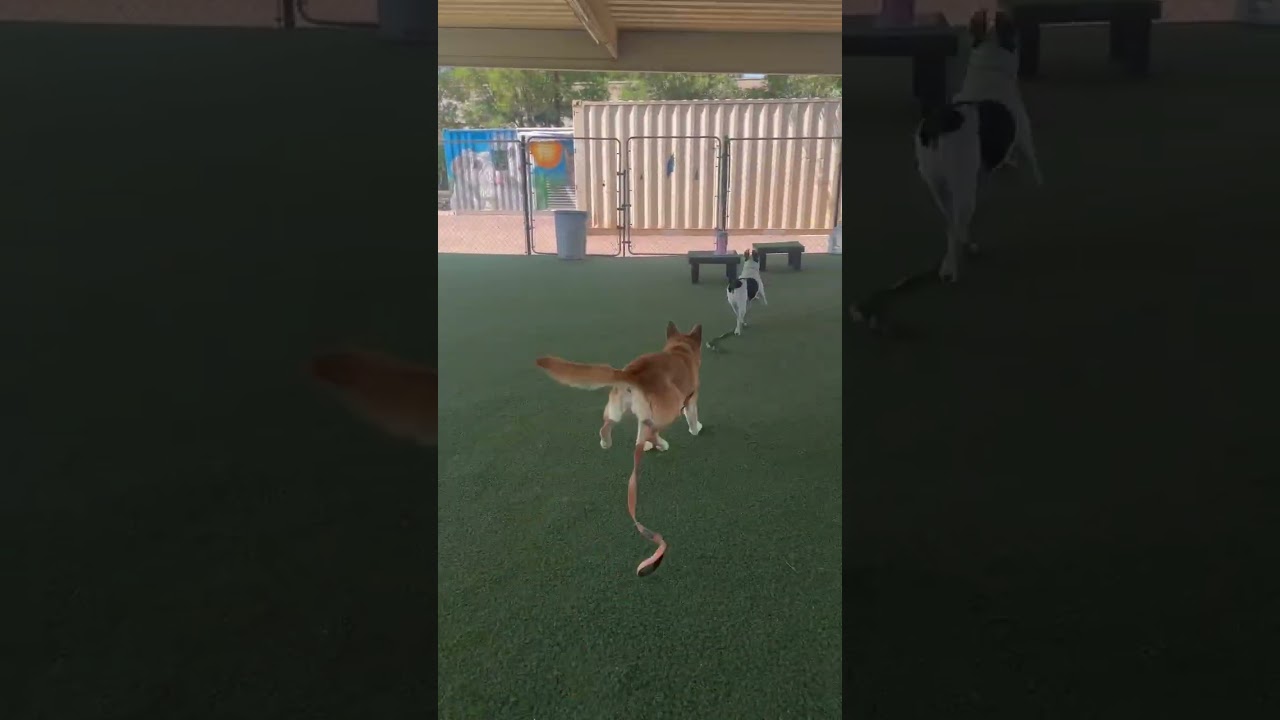 Enlarge Pat, a Adoptable mixed breed in Riverside, CA video 6/6