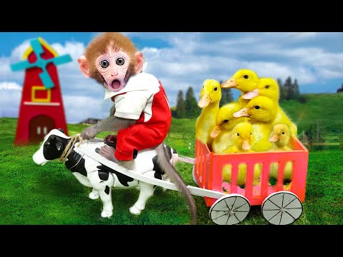 Das niedliche Affenbaby Bi Bon reitet auf einer Kuh, um dem Vater zu helfen