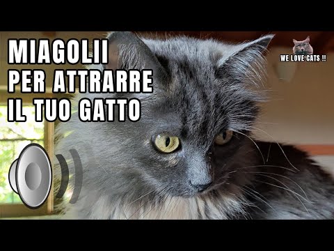 Gatto che miagola | Suoni per attrarre gatti - Prod. By "A Quattro Zampe"