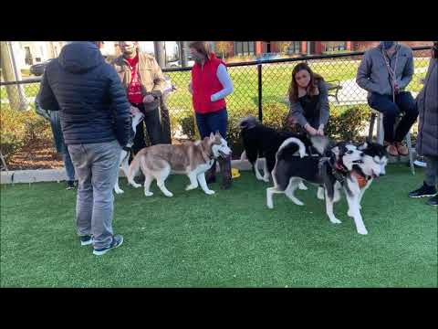 VANDER, an adopted Siberian Husky in Fredericksburg, VA_image-1