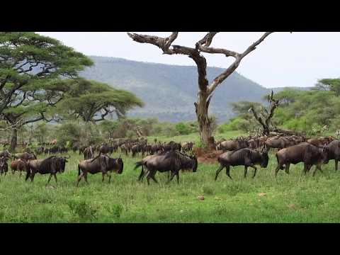 Troels Hammer - Theme From Ngong Hills (Official Video)