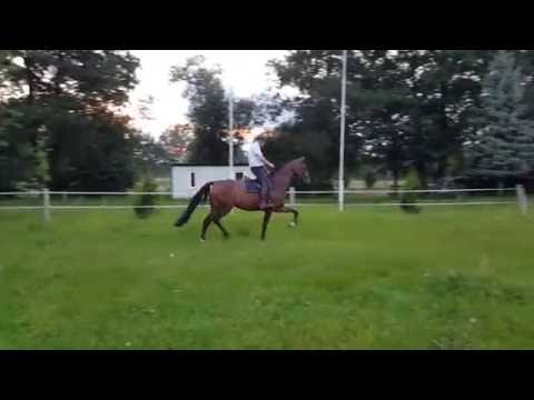 Stute Franziskus/Fürst Heinrich *sold*