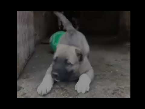 kangal edit #kangal #dog