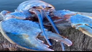 Cover art for ......