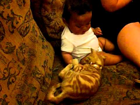 baby Tanisha Vs ginger Kitten