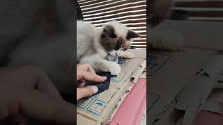 Download lagu Snowhite himalaya lagi giras πΈπ mp3 Download lagu Snowhite himalaya lagi giras πΈπ mp3