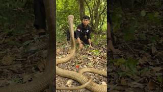 Download lagu tingginya 2 meter u1ar tedung selar ini #viralvideo #snake #cobra #shortvideo #animals #wildlife mp3