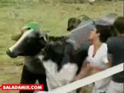 Dado da Chicotada em Miro