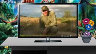 李榮浩 Ronghao Li - 野生動物 Wild Animals (Official 高畫質 HD 官方完整版 MV)