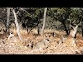 Relax With A Herd Of Mule Deer The Buck Doe And Yearlings Are Joined By Javelina Deer Muledeer