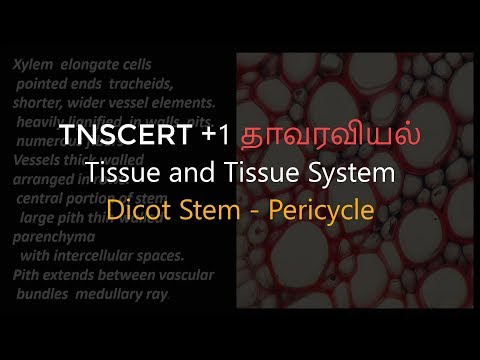 42.Botany | Tissue and TIssue System | Dicot Stem Pericycle