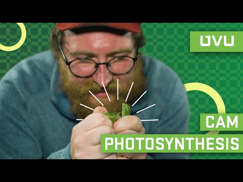 CAM Photosynthesis Simplified
