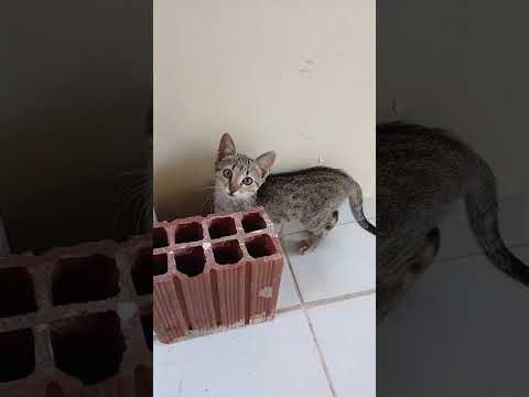 Vídeo de Carneirinha