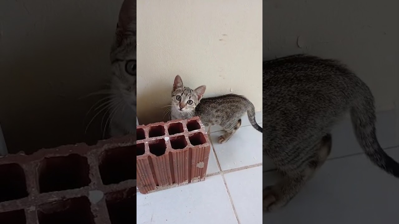 Gato raça SRD-ViraLata idade 2 a 6 meses nome Carneirinha
