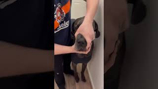 Funny Great Dane Moments 😂🐶#GreatDane#FunnyGreatDane#BigDog#FunnyDogs#doglife
