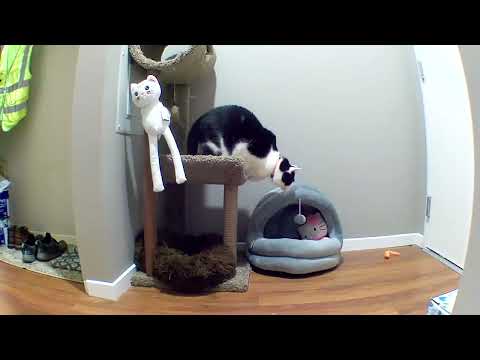 Sports Narrating My Cat Flipping Out