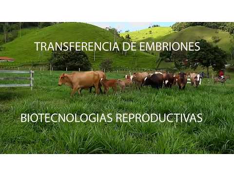 GANADERÍA SAN LUCAS SIMMENTAL   F1   SIMBRAH   GYR   GYROLANDO   MACEO   ANTIOQUIA