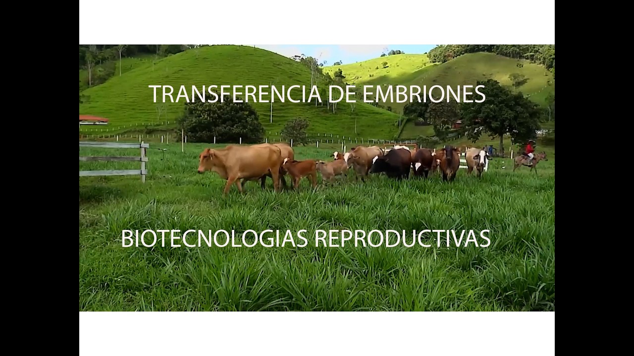 GANADERÍA SAN LUCAS SIMMENTAL   F1   SIMBRAH   GYR   GYROLANDO   MACEO   ANTIOQUIA