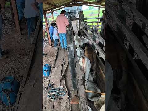 Viajou bezerrada extra foi bebê agua la em aruanã - Go #vendas #nalida #agua #roça