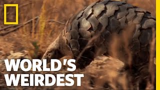 World's Weirdest - Pangolin