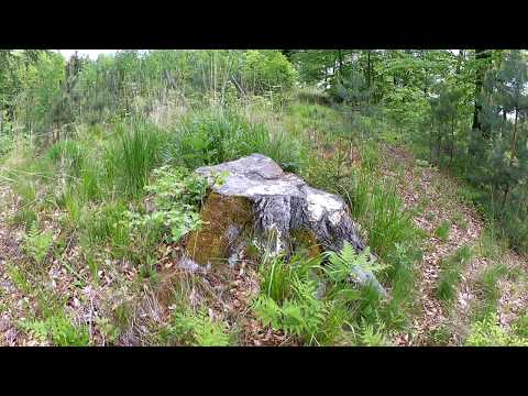 O czym szumi las? Wysoczyzna Elbląska.