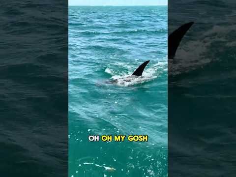 We hooked a Bridge MONSTER! (Jaws)