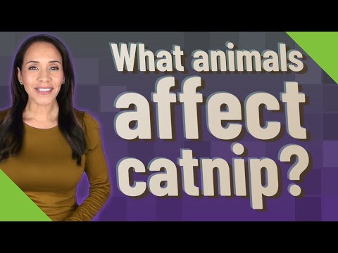 What animals affect catnip?