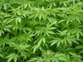 Porretas Marihuana 