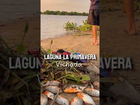 Laguna la primavera VICHADA #campo