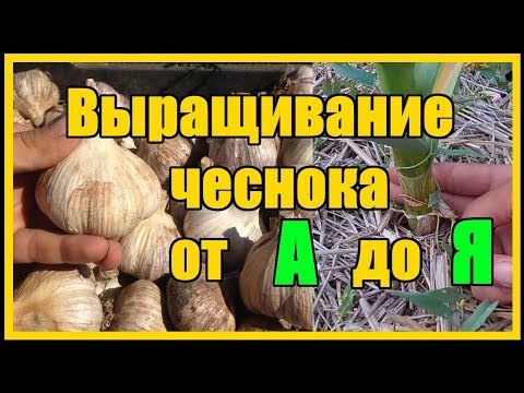 , title : 'Выращивание озимого чеснока от А до Я / Тонкости выращивания озимого чеснока сорт "Любаша"'