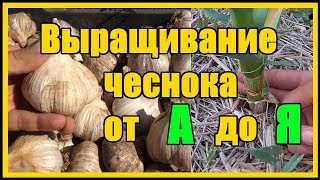 Выращивание озимого чеснока от А до Я / Тонкости выращивания озимого чеснока сорт
