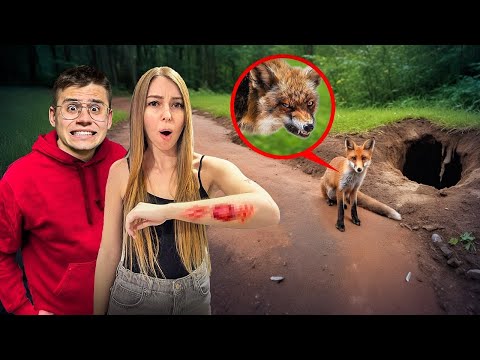 LIS Z WŚCIEKLIZNĄ UGRYZŁ DOMINIKĘ!