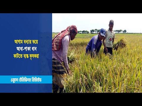 আগাম বন্যার ভয়ে আধা-পাকা ধান কাটতে ব্যস্ত কৃষকরা | ETV News