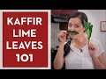 Ultimate Guide to Makrut (kaffir) Lime Leaves - Hot Thai Kitchen