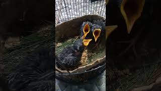 Download lagu Makan pagi!suara anakan Burung jalak kebo#update #shorts #burung #jalakkebo #trending #shorts mp3