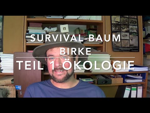 Survival Tree Birch (1) Tree Knowledge for Bushcrafters (Ecology)