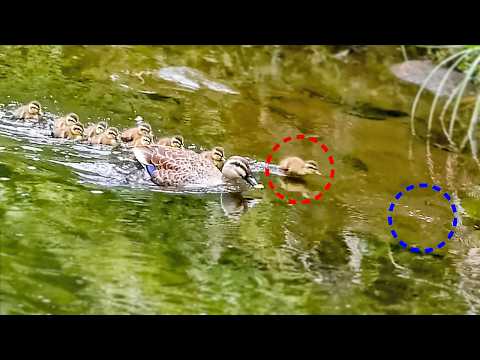 Entenmutter plötzlich angegriffen, verängstigte Babys beweisen Mut
