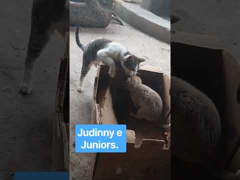 Judinny "Gato" e Juniors "Perrito bebe" jugando aquí en Cañuelas Buenos Aires 🇦🇷🇦🇷🇦🇷... Arheee 👍👌.